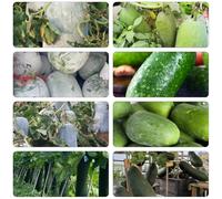 Calabaza di cera balcone giardino letto elevato giardino inverno verdi semi balcone serra semi varietà tradizionali 30pcs