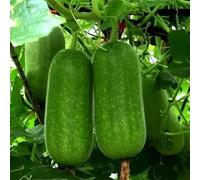 Calabaza di cera balcone serra semi di interni letto elevato giardino verde semi selvatici balcone giardino biologico 350pcs