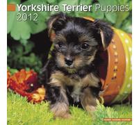 Calandriere 2012 - Yorkshire Terrier Puppies