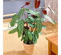Calathea Compact Star Pianta Sempreverde per Interni |Pianta Regalo in Vendita (30-40cm)