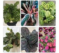 Calathea resistenti decorativi giardino semi di decorazione balconi bonsái selvatici giardino balcone ufficio medicinali 150pcs