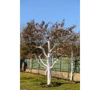 Calce idrata Liquida Fungicida Antibatterico Biologico x Piante Orto Frutta 4 Lt