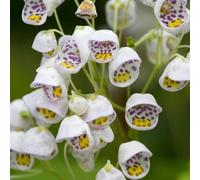 Calceolaria herbeohybrida selvatica balcone serrature balcone riverdimento tetti primavera estate semi biologici bonzai Calceolaria herbeohbrida 50pcs