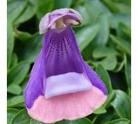 calceolaria semi di balcone Calceolaria herbeohybrida resistenti giardino semi di balcone 100pcs