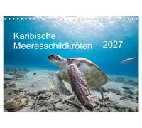 Calendar 2027 · US Version · Caribbean sea turtles (Wall Calendar 2027 12" × 8"
