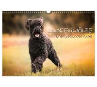 Calendar 2027 · US Version · Curly wolves - bundle of energy poodle (Wall Calend