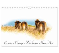 Calendar 2027 · US Version · Exmoor Ponnys - The last of their kind (Wall Calend
