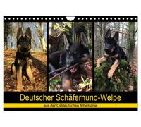 Calendar 2027 · US Version · German shepherd puppy - from the East German workin