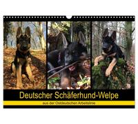 Calendar 2027 · US Version · German shepherd puppy - from the East German workin