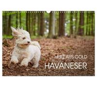 Calendar 2027 · US Version · Havanese - heart of gold (Wall Calendar 2027 17" ×
