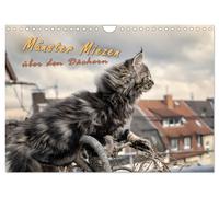Calendar 2027 · US Version · Münster Miezen - above the rooftops (Wall Calendar