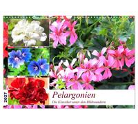 Calendar 2027 · US Version · Pelargoniums. The classics among the flowering wond