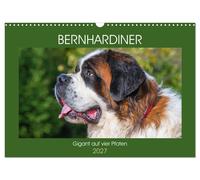 Calendar 2027 · US Version · Saint Bernard - giant on four paws (Wall Calendar 2