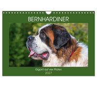Calendar 2027 · US Version · Saint Bernard - giant on four paws (Wall Calendar 2
