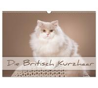 Calendar 2027 · US Version · The British Shorthair (Wall Calendar 2027 17" × 12"
