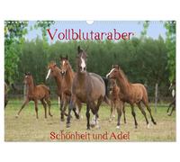Calendar 2027 · US Version · Thoroughbred Arabian - beauty and nobility (Wall Ca