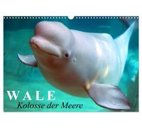 Calendar 2027 · US Version · Whales - Colossi of the seas (Wall Calendar 2027 17