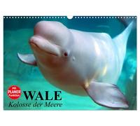 Calendar 2027 · US Version · Whales. Colossi of the seas (Wall Calendar 2027 17"