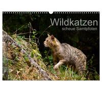 Calendar 2027 · US Version · Wild cats - shy velvet paws (Wall Calendar 2027 17"