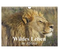 Calendar 2027 · US Version · Wild life in Africa (Wall Calendar 2027 12" × 8" la