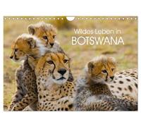 Calendar 2027 · US Version · Wild life in Botswana (Wall Calendar 2027 12" × 8"