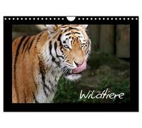 Calendar 2027 · US Version · Wildlife (Wall Calendar 2027 12" × 8" landscape), C