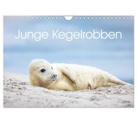 Calendar 2027 · US Version · Young grey seals (Wall Calendar 2027 12" × 8" lands