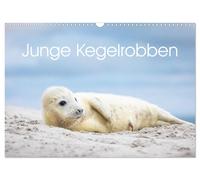 Calendar 2027 · US Version · Young grey seals (Wall Calendar 2027 17" × 12" land