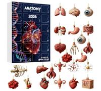 Calendari d'Avvento di Natale 2026, ornamenti anatomici in acrilico 2D | Ciondoli per organo del corpo umano Calendari d'Avvento scientifici per , infermieri e amanti d'anatomia