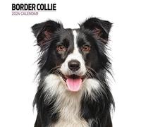 Calendario 2024 moderno di Border Collie