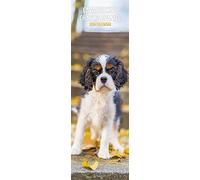 Calendario 2024 sottile Cavalier King Charles