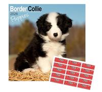 Calendario 2025 con cuccioli di Border Collie, con adesivi organizzativi, 24 settembre - 25 dicembre, 16 mesi