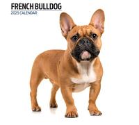 Calendario 2025 Moderno, Motivo: Bulldog Francese