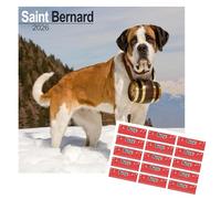 Calendario 2026 di San Bernardo | Calendario da parete quadrato di razza di cane | 16 mesi | con adesivi organizzativi