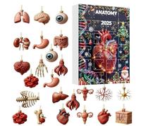 Calendario Avvento Anatomia, Ornamenti Del Corpo Umano Con Figurina Di Cervello Scheletro Cuore, 24 Giorni 2D Acrilico Scienza Calendario Conto Alla Rovescia Di Natale Pendenti Per Doctors Tavolo
