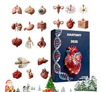 Calendario 'Avvento anatomico - Ciondolo in acrilico 2D per Natale, 24 giorni, divertente anatomia per, infermieri, insegnanti, studenti, compleanno, laurea, vacanze, casa, ufficio