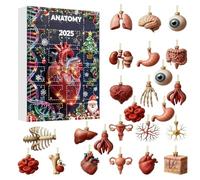 Calendario 'Avvento - Figurine di anatomia 2D 2025 | Calendario Di Natale Del Corpo Umano Con Cervello, Per Festa Di Compleanno Tavolo Parete Armadio Soggiorno Camera Da
