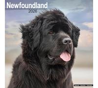 CALENDARIO DA MURALE NEWFOUNDLAND 2026 - NUOVO - 06681