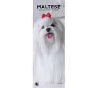 Calendario da parete 2026 con cane maltese, formato sottile, 12 mesi, prodotto in Inghilterra