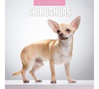 Calendario da parete quadrato 2026 con chihuahua. Red Robin Publishing