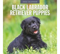 Calendario da parete quadrato 2026 con cuccioli di Labrador Retriever nero Red Robin Publishing