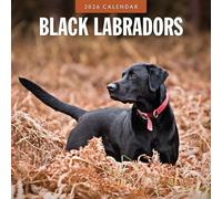 Calendario da parete quadrato 2026 con labrador neri Red Robin Publishing