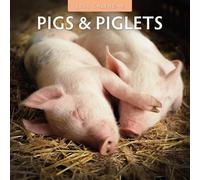 Red Robin Publishing – Calendario da parete quadrato 2026 con maiali e maialini