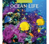 Calendario da parete quadrato 2026 Ocean Life Red Robin Publishing