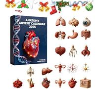 Calendario dell'avvento 2025 con anatomia, set di ornamenti per il corpo umano da 24 giorni, con scheletro, cuore e cervello, calendario dell'avvento scientifico per medici e amanti dell'anatomia