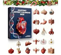 Calendario dell'Avvento di Anatomia 2025-24 giorni di scoperte sugli organi del corpo umano | Decorazioni natalizie in arte medica 2D | Regalo scientifico didattico per studenti (1Pc)