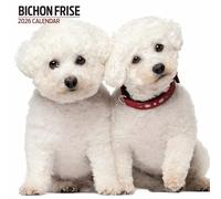 Calendario moderno 2026 Bichon Frise