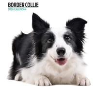Calendario moderno 2026 Border Collie