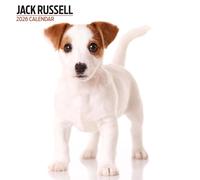Calendario moderno 2026 di Jack Russell