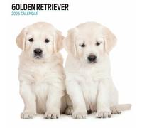 Calendario moderno 2026 Golden Retriever